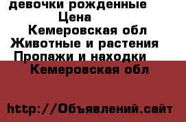 2 девочки рожденные 2.11.17 › Цена ­ 10 000 - Кемеровская обл. Животные и растения » Пропажи и находки   . Кемеровская обл.